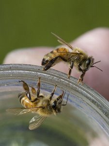 bees-225x300.jpg