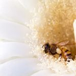 Insect Bites and Stings