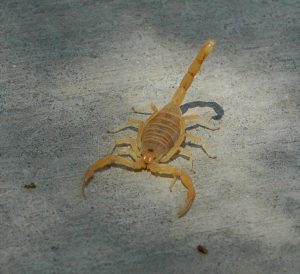 Bbasgen-scorpion-front-300x274.jpg Bbasgen-scorpion-front-300x274.jpg