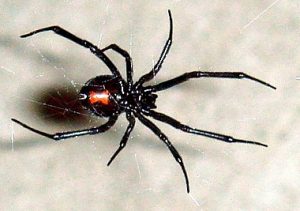 Black_Widow-300x211.jpg
