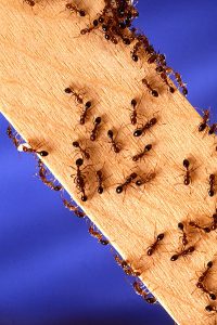 Fire_ants-200x300.jpg